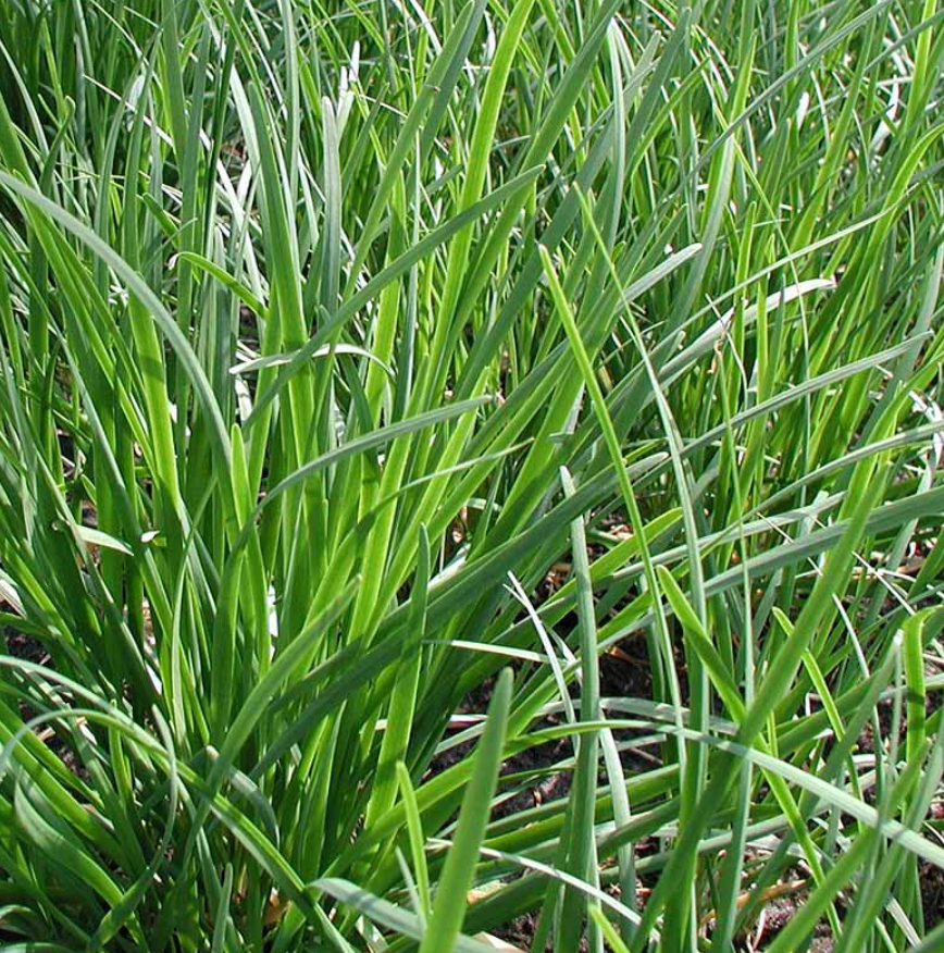 Chives (Garlic)