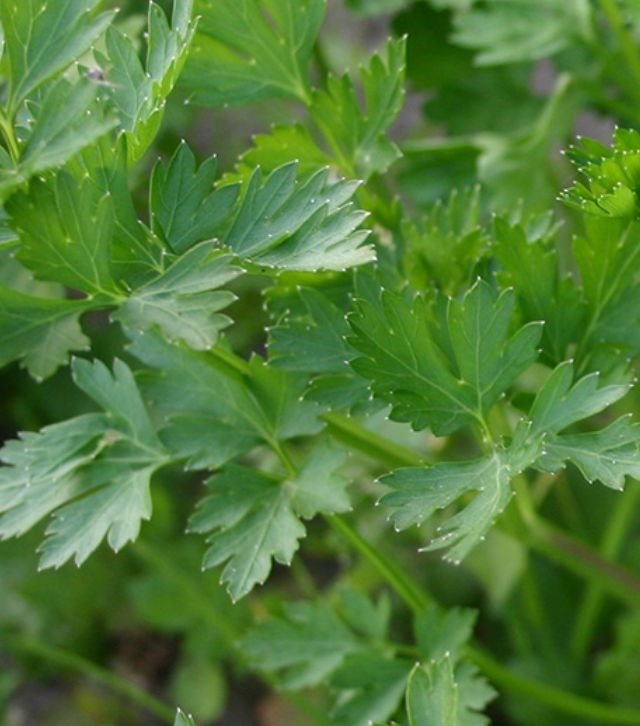 Parsley