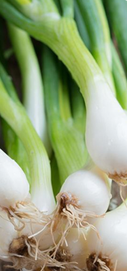 Spring Onion (Scallion)