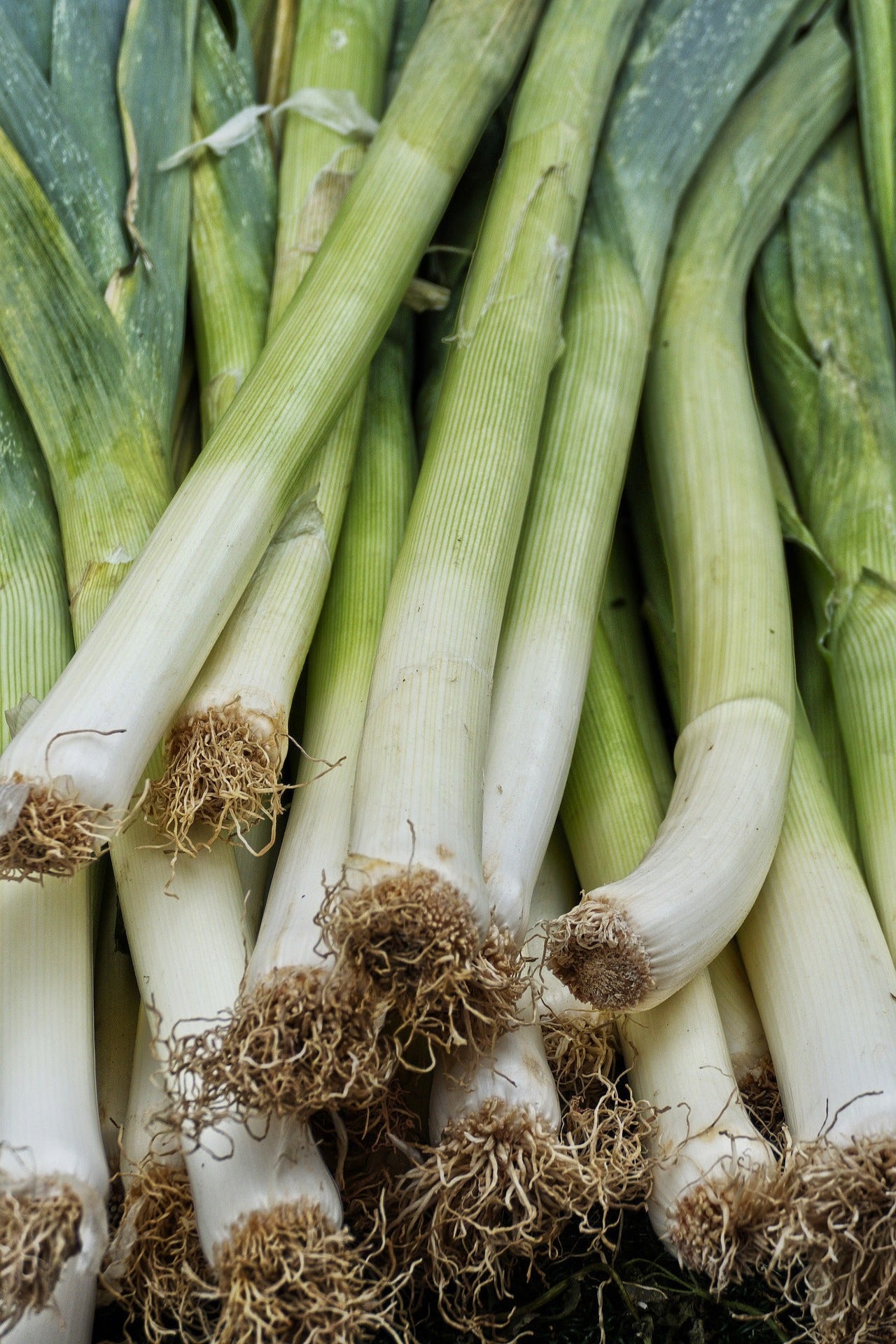 Leek