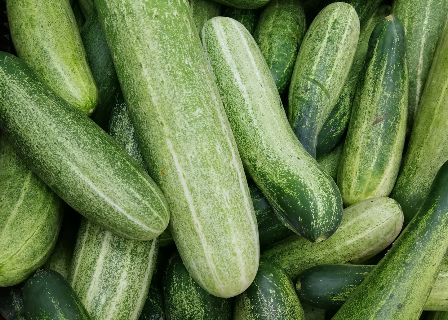 Cucumber