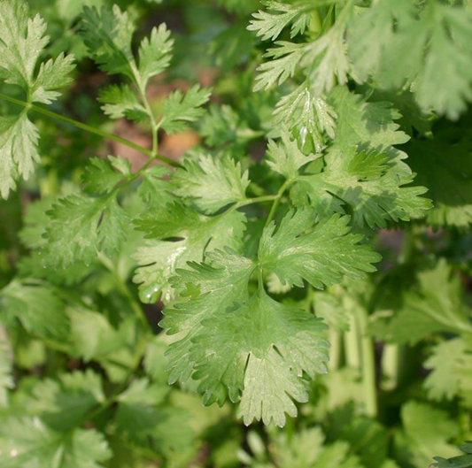 Coriander