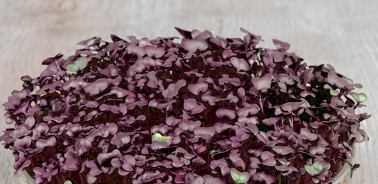 Microgreens
