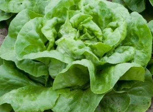 Butterhead Lettuce
