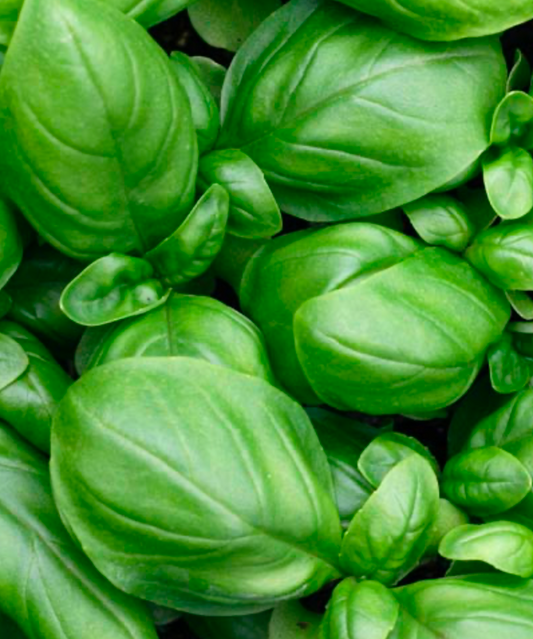Basil