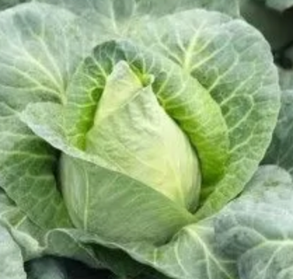 Cabbage