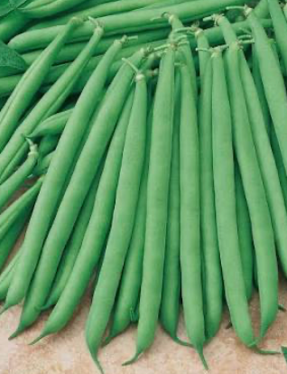 Dwarf French Bean