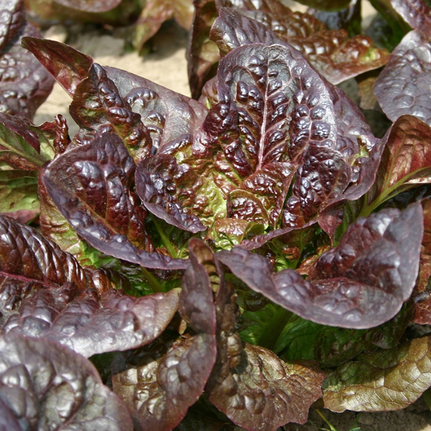 Romaine Lettuce