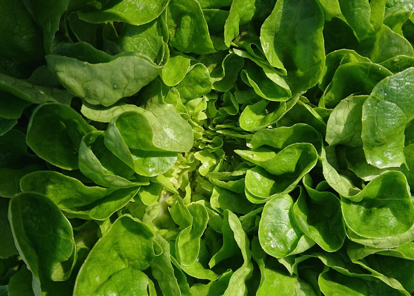 Spinach