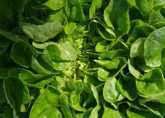 Spinach