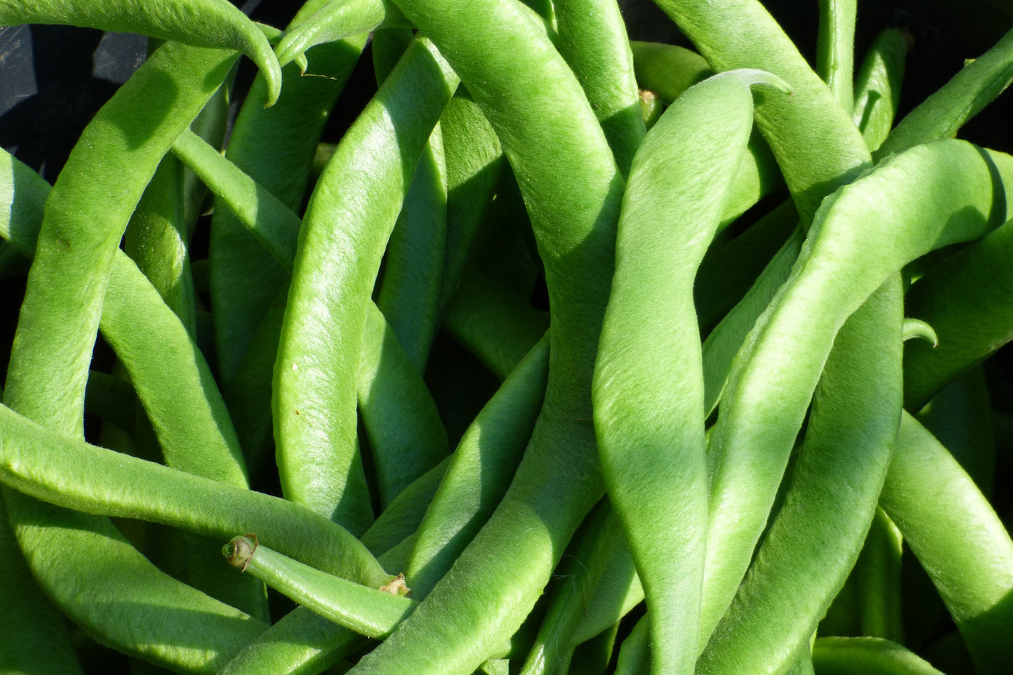 Dwarf French Bean